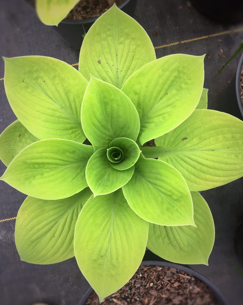 Plantain Lily