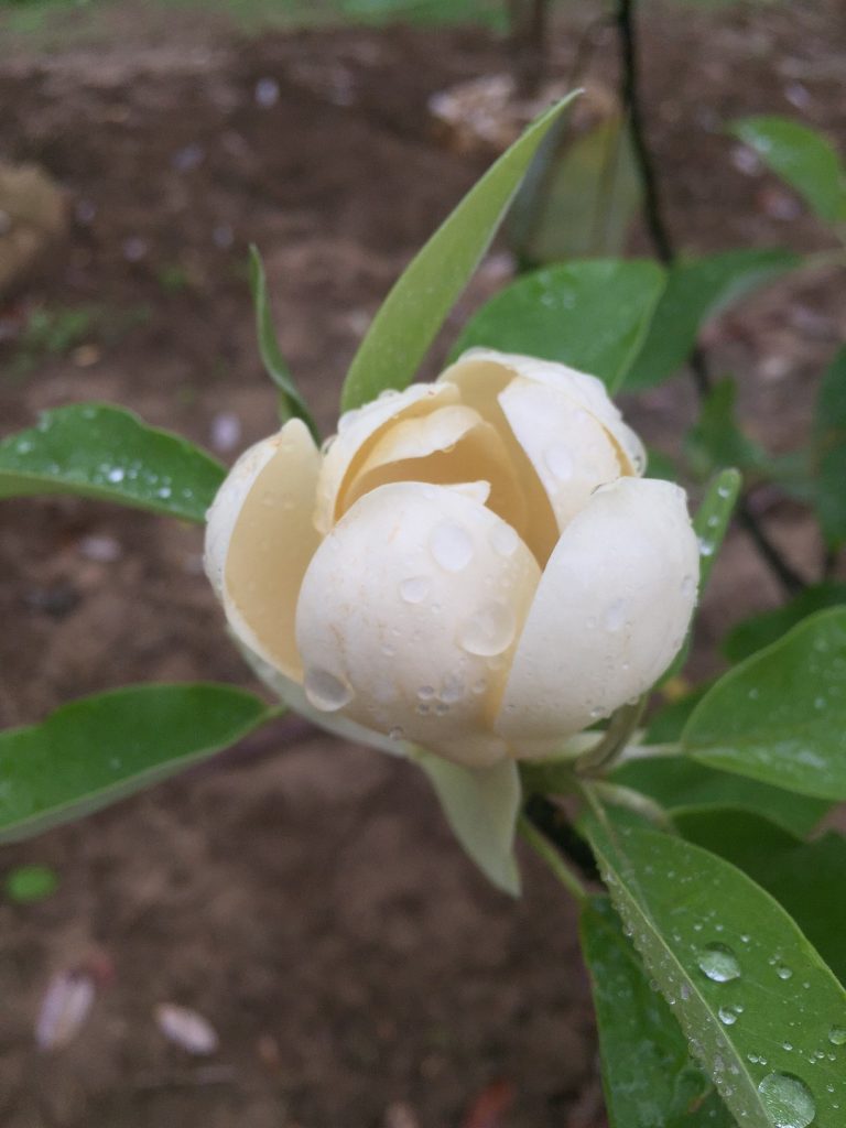 Sweetbay Magnolia