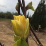 Yellowbird Magnolia