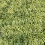 Japanese Sedge grass