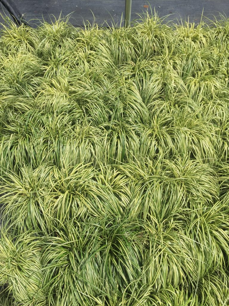 Japanese Sedge grass