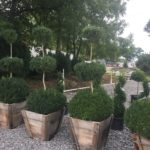 American Boxwood Topiary
